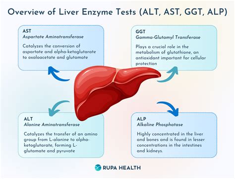 alt sgpt low|when to worry about elevated liver enzymes.